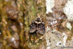 Lepiseodina rothschildi