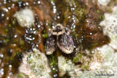 Lepiseodina rothschildi