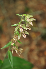 Epipactis