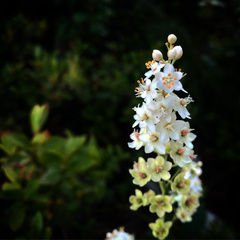 Stenanthium leimanthoides