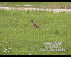 Turdus falcklandii magellanicus