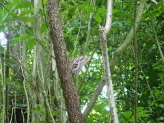 Caligo teucer insulanus
