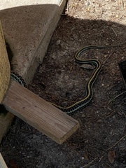 Thamnophis sirtalis