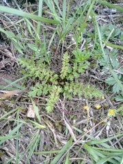 Pedicularis sylvatica