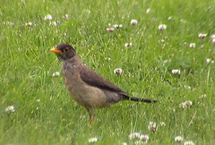 Turdus falcklandii magellanicus