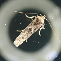 Blastobasis adustella