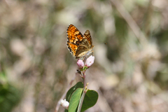 Phyciodes orseis