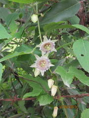 Passiflora exsudans