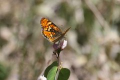 Phyciodes orseis