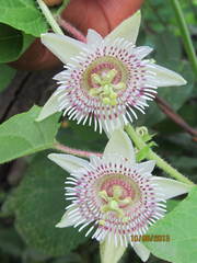 Passiflora exsudans