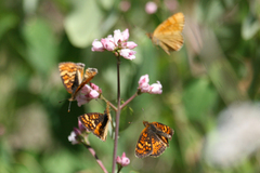 Phyciodes orseis