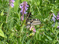 Papilio brevicauda