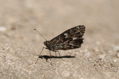 Hipparchia aristaeus
