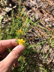 Hypericum lloydii