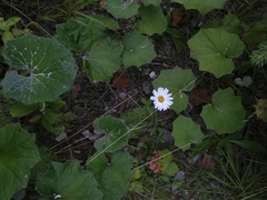 Leucantheminae