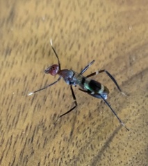 Taeniaptera angulata