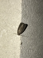 Amphipyra tragopoginis