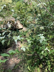 Pycnanthemum albescens