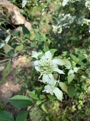 Pycnanthemum albescens
