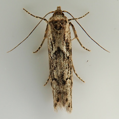 Blastobasis adustella