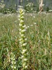 Spiranthes × stellata