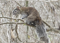 Collie's Squirrel photo 2