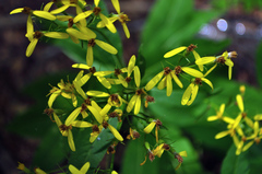 Senecio ovatus alpestris