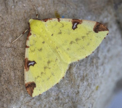 Opisthograptis luteolata