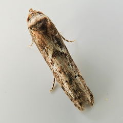 Blastobasis adustella