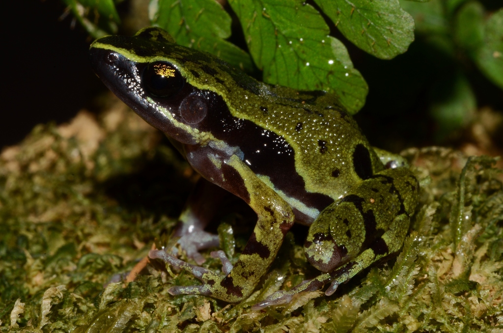 Equatorial Guinea Long-Fingered Frog