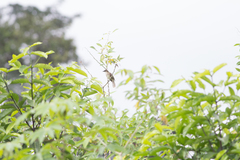 Chlorocichla simplex