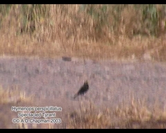 Hymenops perspicillatus