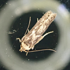 Blastobasis adustella