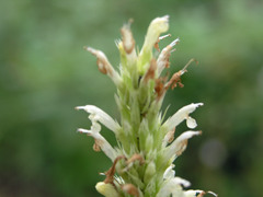 Agastache pallidiflora