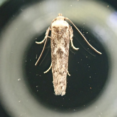 Blastobasis adustella