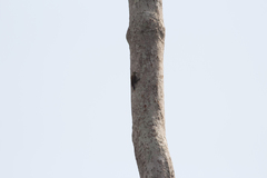 Chloropicus pyrrhogaster