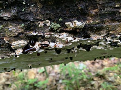 Inonotus glomeratus