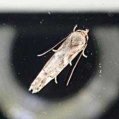 Blastobasis adustella