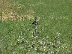 Hymenops perspicillatus