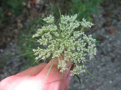 Daucus carota