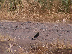 Hymenops perspicillatus