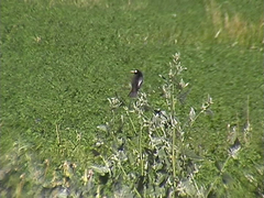 Hymenops perspicillatus