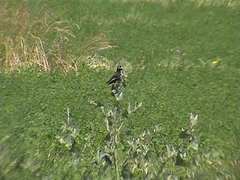 Hymenops perspicillatus