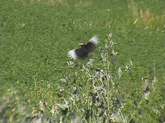 Hymenops perspicillatus