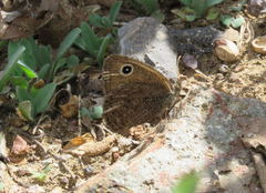 Cercyonis oetus oetus