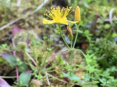 Hypericum scouleri
