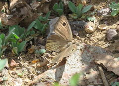 Cercyonis oetus oetus