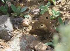 Cercyonis oetus oetus