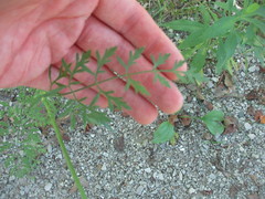 Daucus carota