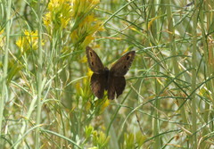 Cercyonis sthenele masoni